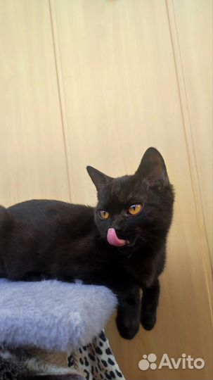 Отдам котенка