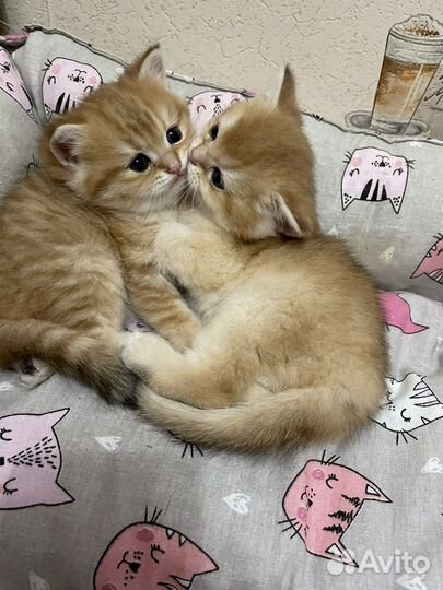 Британская золотая шиншилла котята