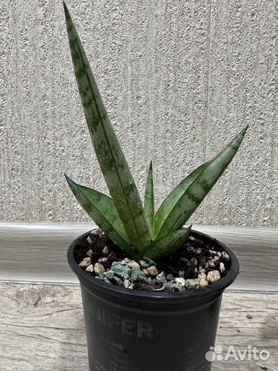 Сансевиерия Tiara platinum