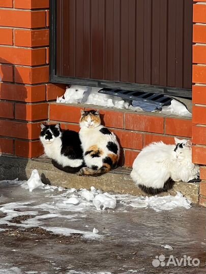 В добрые руки