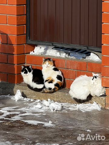 В добрые руки