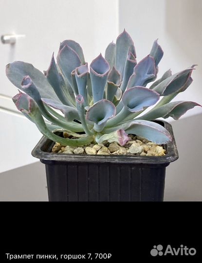 Суккуленты, сотовые эхеверии