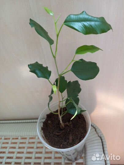 Фикус бенджамина