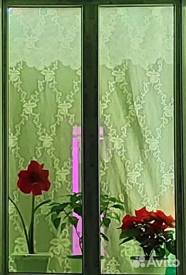 Гиппеаструм амариллис луковицы