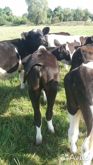 С/х животные