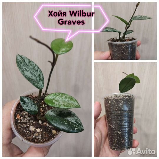 Хойя (3 сорта)