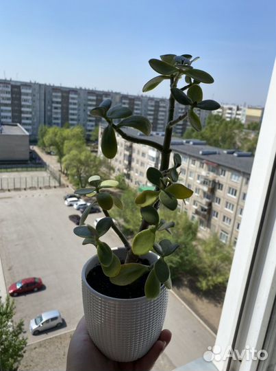 Денежное дерево