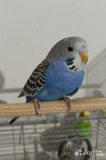 Волнистый попугай