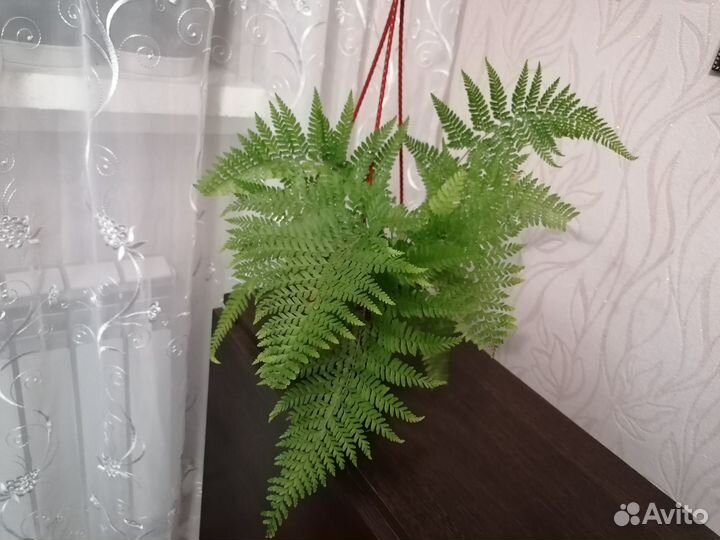 Папоротник, аглаонемы