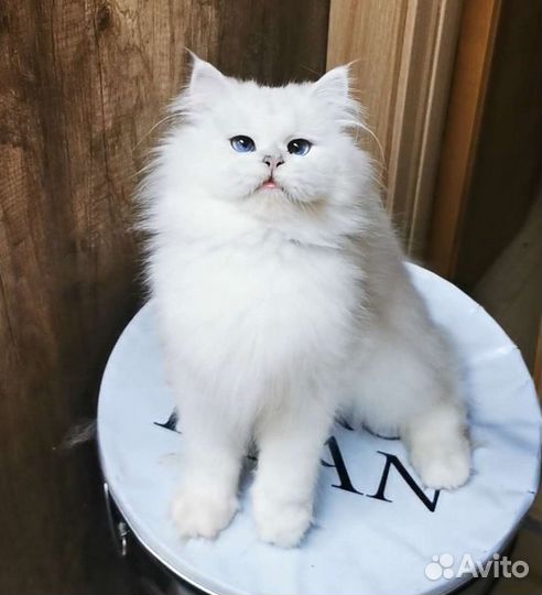 BLH NS 12 33 девочка