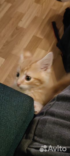 Котята мейн-кун