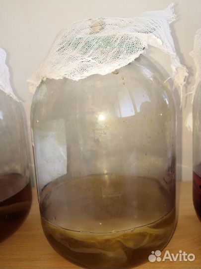 Чайный гриб комбуча