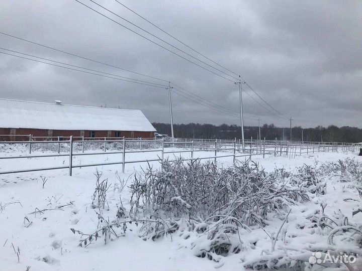 Аренда денников (постой)