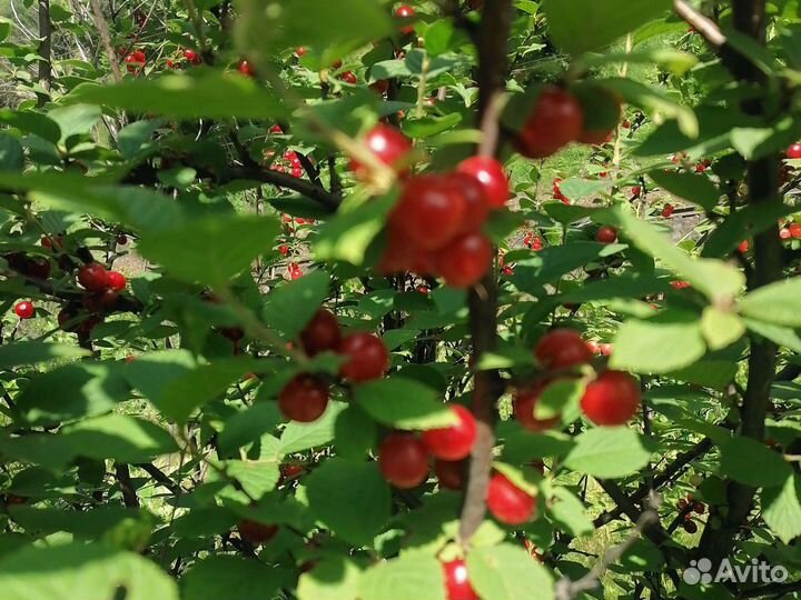 Вишня ягода