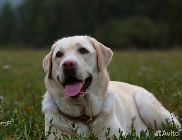 Выгул собак