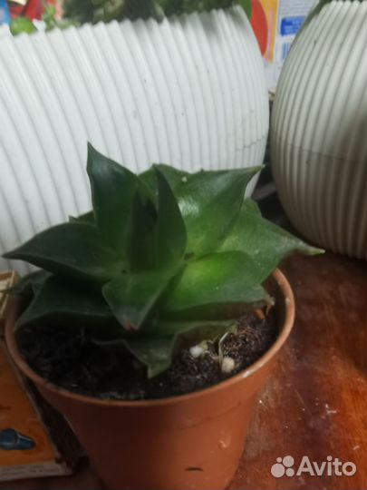 Комнатные растения