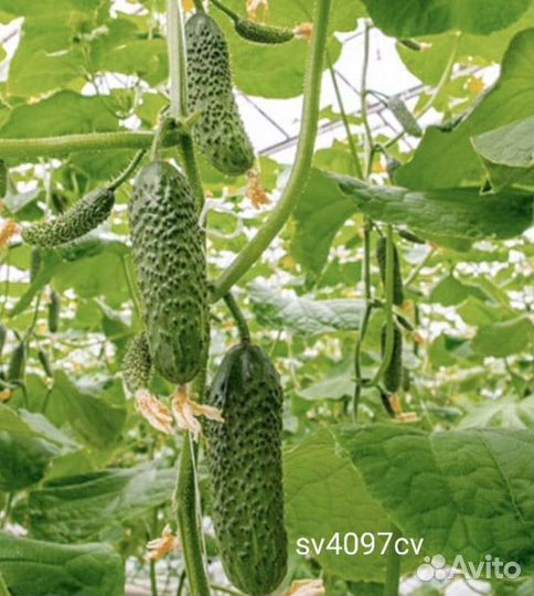 Семена огурец Sv4097cv f1 10шт