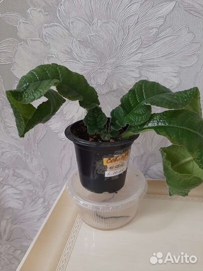 Стрептокарпусы