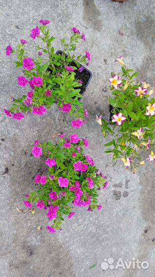 Вегетативные вербены и калибрахоа