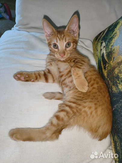 Рыжие котята