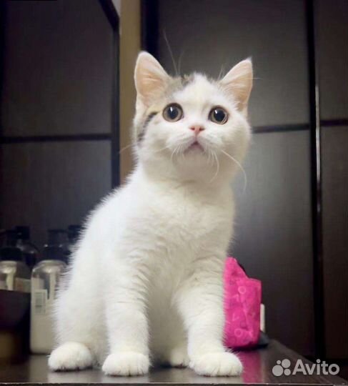 Шотландский мальчик