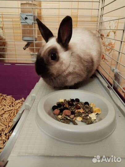 Кролик декоративный