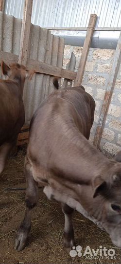 Продаются бычок и тёлочка