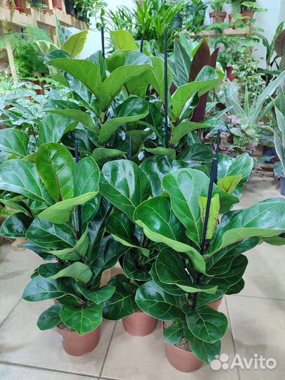 Фикус лировидный Bambino