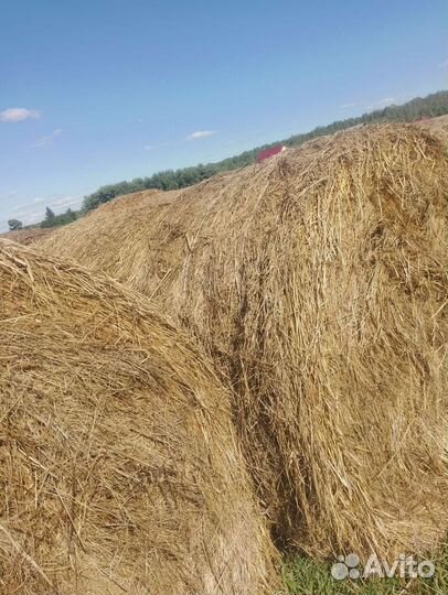 Продам сено в рулонах