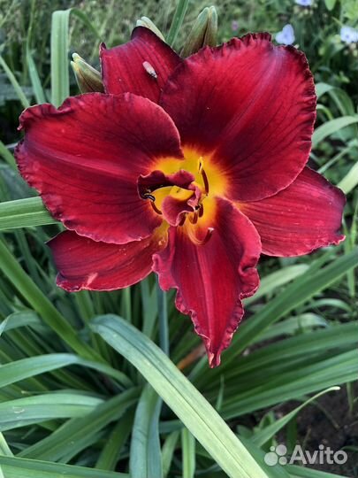 Многолетние цветы для вашего сада