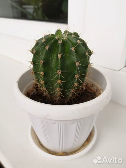 Сциндапсус Эхинопсис Алоэ-вера Фиалка