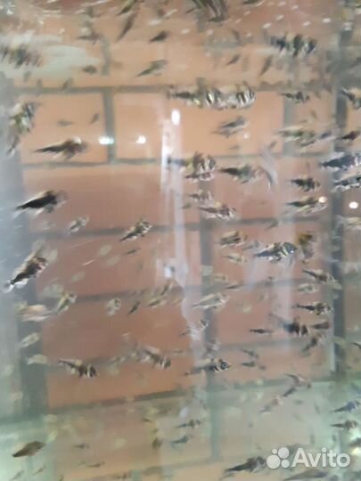 Аквариумные рыбки Астронотусы