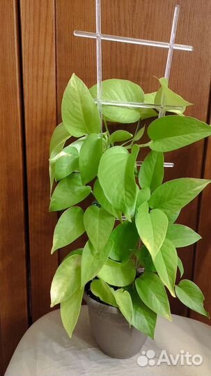 Эпипремнум Голдон Потос