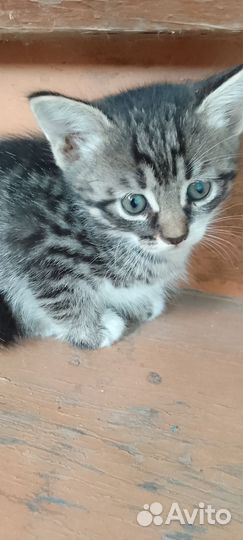 Отдам котят в добрые руки