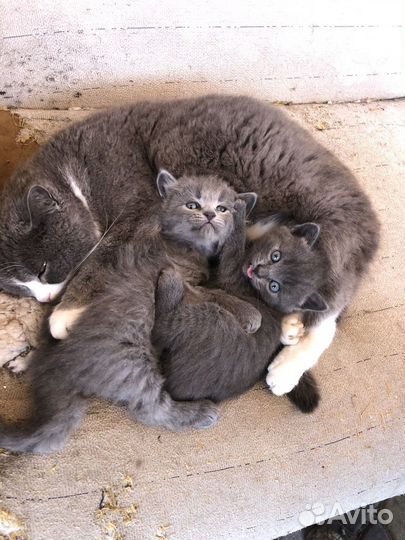 Котята в добрые руки