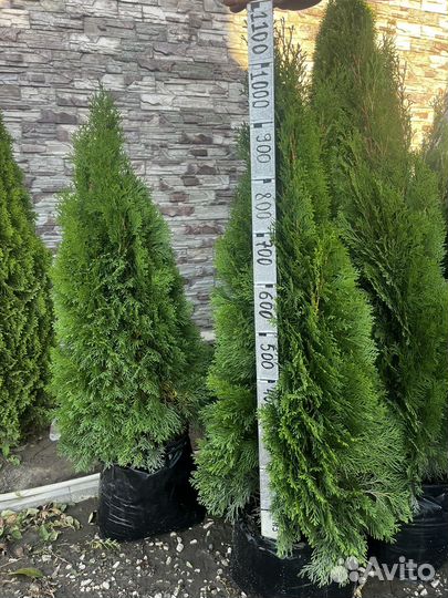 Саженцы туи смарагд