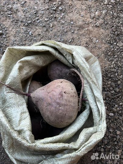 Овощи на корм животным