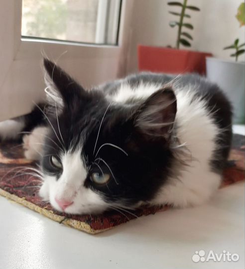 Котенок