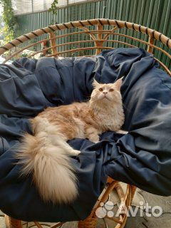 Кот Мэйн Кун для вязки