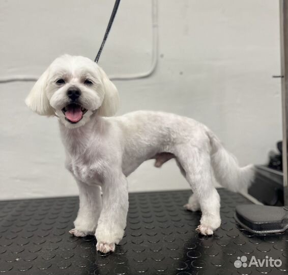 Стрижка кошек и собак