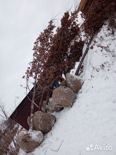 Дуб черешчатый