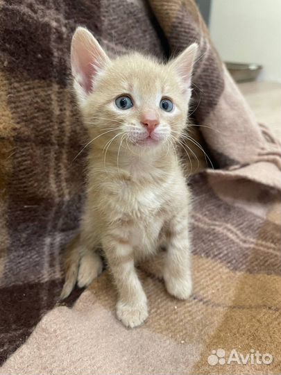 Отлов кошек