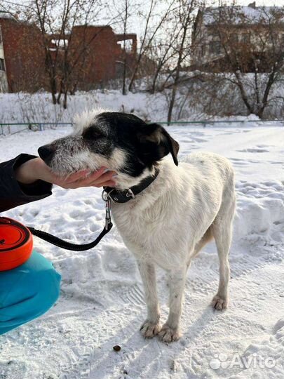 Собака в самые добрые руки