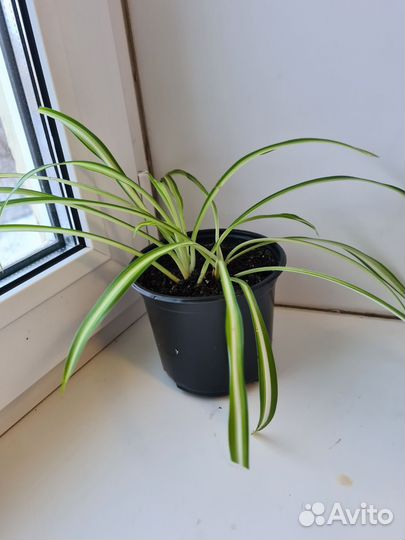 Хлорофитум