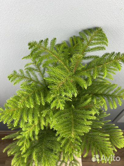 Араукария H 60-65 см