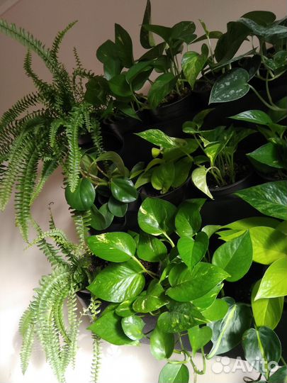 Сциндапсус эпипремнум лианы