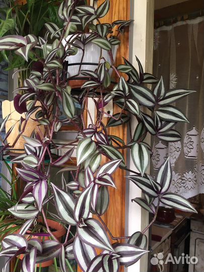 Папоротник Мариса, Сансевиерия, Зебрина