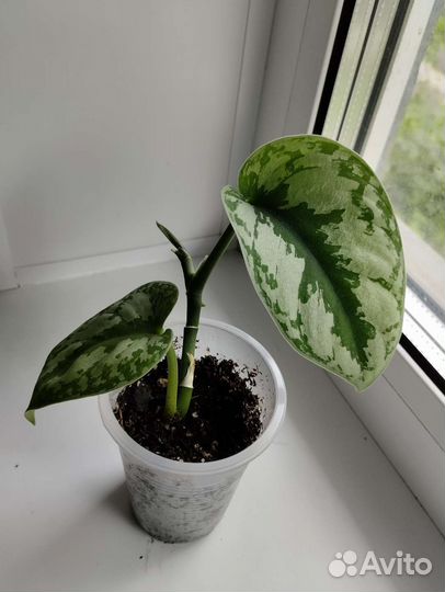 Сциндапсус