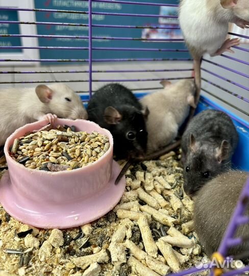 Крысята (крысы) дамбо