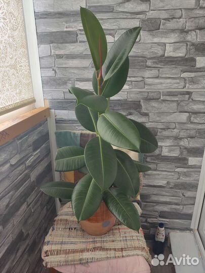 Фикус каучуконосный